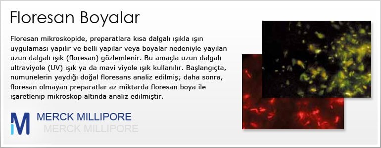 mikroskopi floresan boyaları