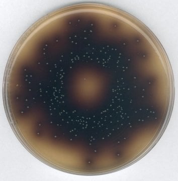 Merck 100072 Bile Aesculin Azide Agar, Acc. To Iso 7899-2 For Microbiology  500 gr