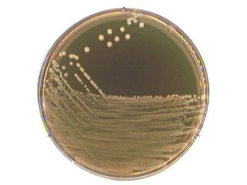 Merck 115108 M 17 Agar Acc. To Terzaghı For Microbiology  500 gr