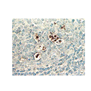 Sigma-Aldrich S7101 ApopTag Plus Peroxidase In Situ Apoptosis Kit 40 Assays